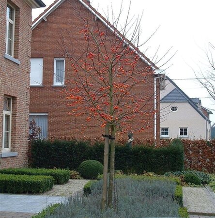 Malus 'Evereste' 8-10 Hoogstam wortelgoed - afbeelding 1