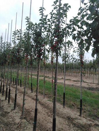 Malus 'Evereste' 8-10 Hoogstam wortelgoed - afbeelding 3