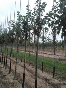 Malus 'Evereste' 8-10 Hoogstam wortelgoed - afbeelding 3