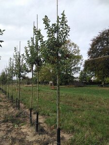 Malus 'Evereste' 8-10 Hoogstam wortelgoed - afbeelding 5