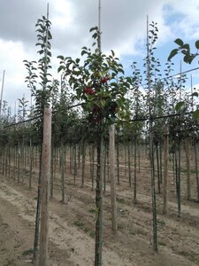 Malus 'Evereste' 8-10 Hoogstam wortelgoed - afbeelding 2