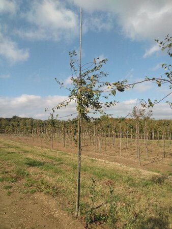 Malus floribunda 10-12 Hoogstam wortelgoed