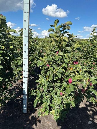 Magnolia 'Genie' 125-150 cm met kluit