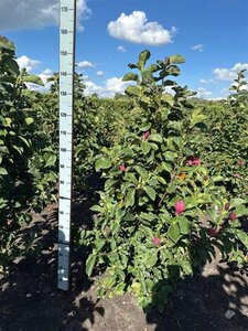 Magnolia 'Genie' 125-150 cm met kluit