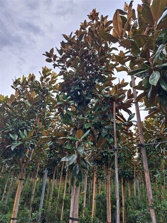 Magnolia grand. 'Galissonnière' 14-16 Hoogstam container - afbeelding 1