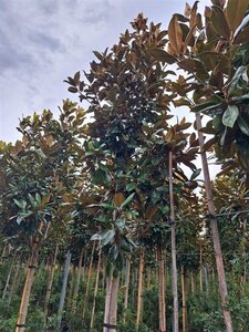 Magnolia grand. 'Galissonnière' 14-16 STA container - image 1