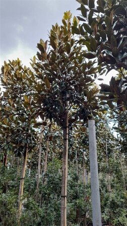 Magnolia grand. 'Galissonnière' 14-16 STA container - image 2