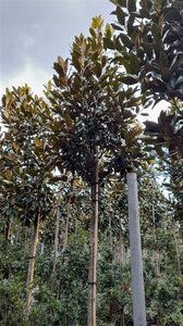 Magnolia grand. 'Galissonnière' 14-16 STA container - image 2