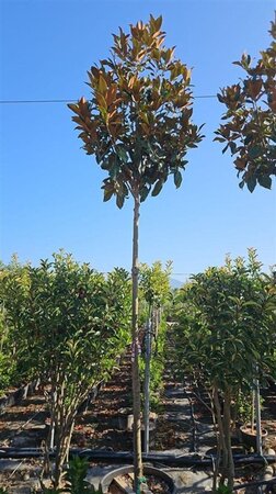 Magnolia grand. 'Galissonnière' 16-18 Hoogstam container - afbeelding 1