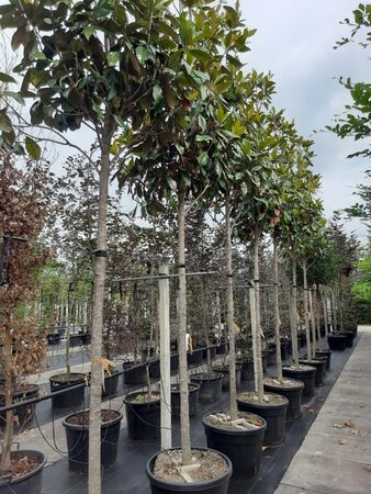 Magnolia grand. 'Galissonnière' 16-18 Hoogstam container - afbeelding 3