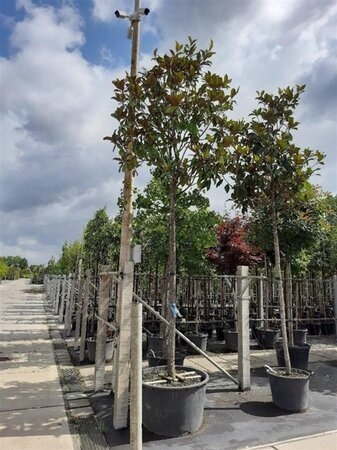 Magnolia grand. 'Galissonnière' 20-25 Hoogstam container - afbeelding 2