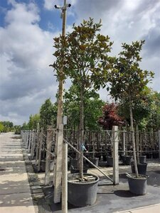 Magnolia grand. 'Galissonnière' 20-25 Hoogstam container - afbeelding 2