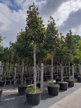 Magnolia grand. 'Galissonnière' 20-25 Hoogstam container - afbeelding 1