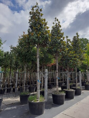 Magnolia grand. 'Galissonnière' 20-25 Hoogstam container - afbeelding 3