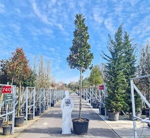 Magnolia grand. 'Galissonnière' 20-25 STA container - image 2