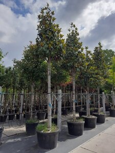 Magnolia grand. 'Galissonnière' 20-25 STA container - image 3