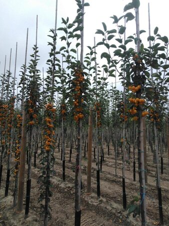 Malus 'Golden Hornet' 10-12 Hoogstam wortelgoed - afbeelding 1