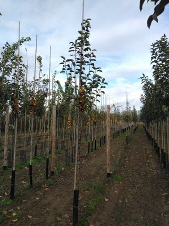 Malus 'Golden Hornet' 10-12 Hoogstam wortelgoed - afbeelding 2