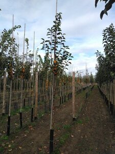 Malus 'Golden Hornet' 10-12 Hoogstam wortelgoed - afbeelding 2