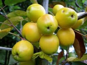 Malus 'Golden Hornet' 6-8 Halfstam wortelgoed