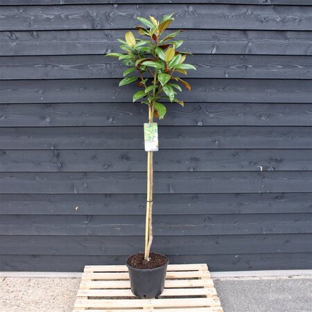 Magnolia grandiflora 120 cm stam cont. 12L