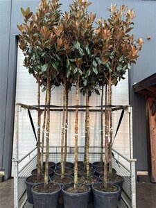 Magnolia grandiflora 14-16 STA container