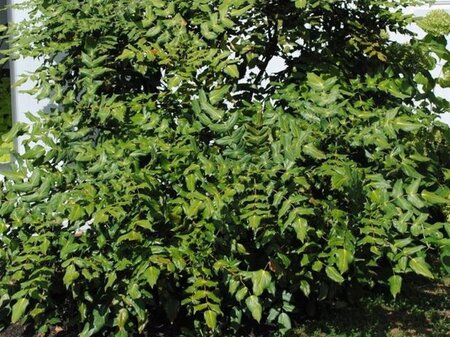 Mahonia japonica = bealei 60-80 cm met kluit - afbeelding 1