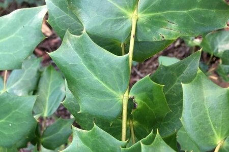 Mahonia japonica = bealei 60-80 cm met kluit - afbeelding 2