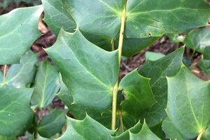 Mahonia japonica = bealei 60-80 cm met kluit - afbeelding 2