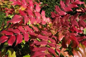 Mahonia japonica = bealei 60-80 cm met kluit - afbeelding 3
