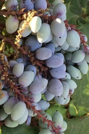 Mahonia japonica = bealei 60-80 cm met kluit - afbeelding 5