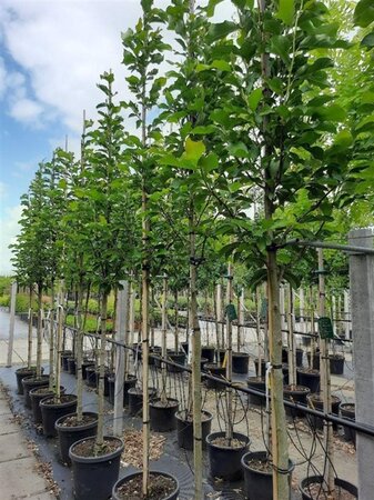 Magnolia 'Heaven Scent' 12-14 Hoogstam container - afbeelding 1