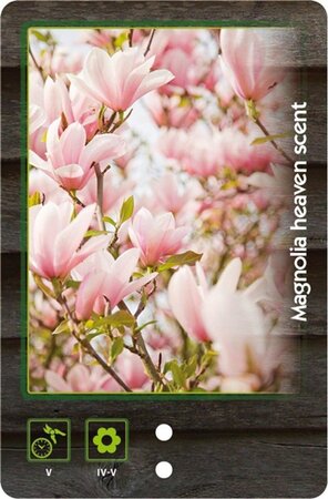 Magnolia 'Heaven Scent' 40-50 cm cont. 3,0L - afbeelding 1