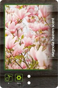 Magnolia 'Heaven Scent' 40-50 cm cont. 3,0L