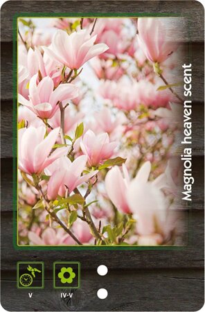 Magnolia 'Heaven Scent' 40-50 cm cont. 3,0L - afbeelding 2