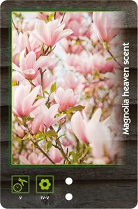 Magnolia 'Heaven Scent' 40-50 cm cont. 3,0L - afbeelding 2