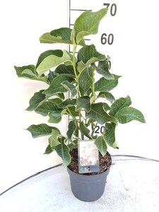 Magnolia 'Heaven Scent' 40-50 cm cont. 3,0L - afbeelding 2