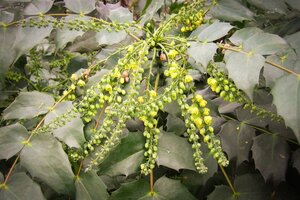 Mahonia japonica 'Hivernant' 100-125 cm met kluit - afbeelding 9