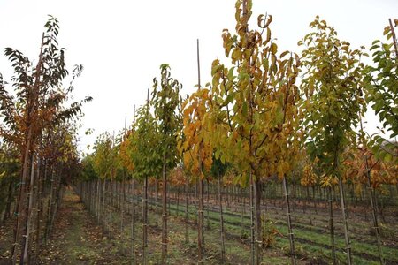 Magnolia kobus 10-12 Hoogstam draadkluit - afbeelding 4