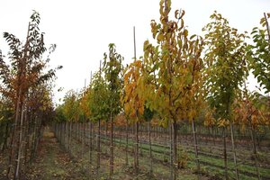 Magnolia kobus 10-12 Hoogstam draadkluit - afbeelding 4