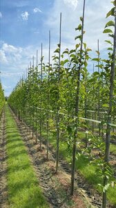 Magnolia kobus 10-12 Hoogstam draadkluit - afbeelding 5