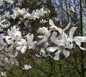 Magnolia kobus 10-12 Hoogstam draadkluit - afbeelding 3