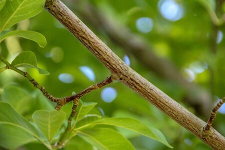 Magnolia kobus 150-175 cm met kluit - afbeelding 16