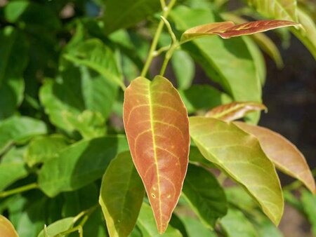 Magnolia kobus 150-175 cm met kluit - afbeelding 17