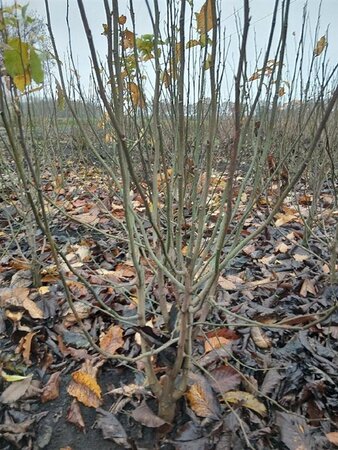 Magnolia kobus 150-175 cm met kluit - afbeelding 25