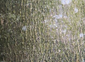 Magnolia kobus 150-175 cm met kluit - afbeelding 22