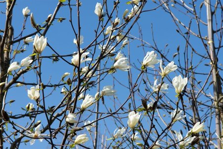 Magnolia kobus 150-175 cm met kluit - afbeelding 12