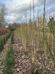 Magnolia kobus 150-175 cm met kluit - afbeelding 25