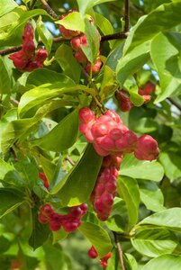 Magnolia kobus 150-175 cm met kluit - afbeelding 3