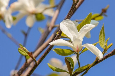 Magnolia kobus 150-175 cm met kluit - afbeelding 4